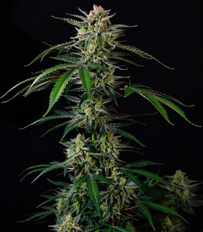 Сорт Banana Guava Auto fem (FastBuds)