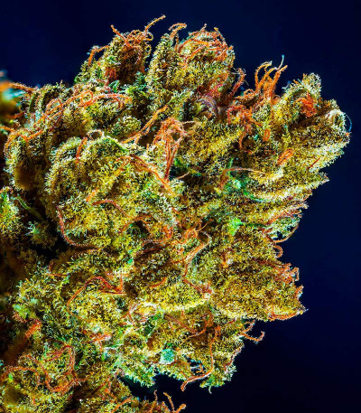 Сорт CBD Apple Betty Auto fem (Herbies Seeds)