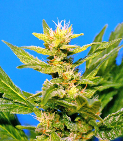 Сорт Lowryder Auto reg (Doctor’s Choice)