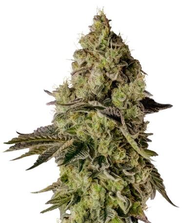 Сорт Peach Cake by Cookies fem