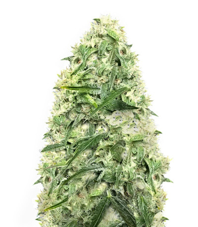 Сорт Doctor’s Choice #1 Auto fem