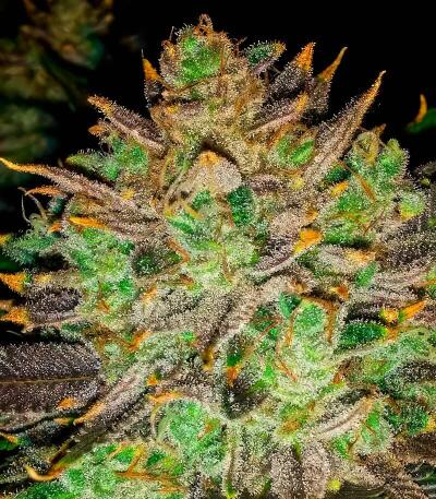Сорт Sugar Rock by Cookies fem