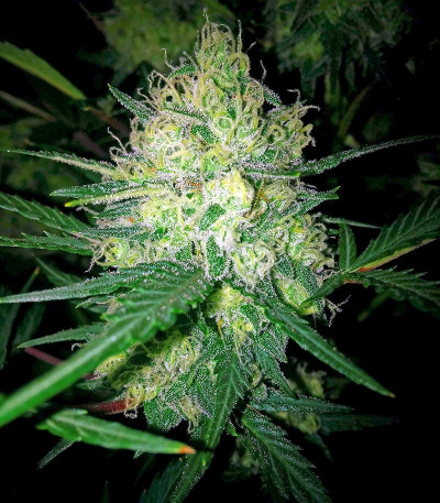 Сорт Pineapple Express Auto fem (FastBuds)