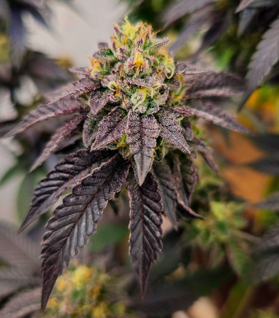 Сорт Black Cherry Gushers fem от Barney's Farm