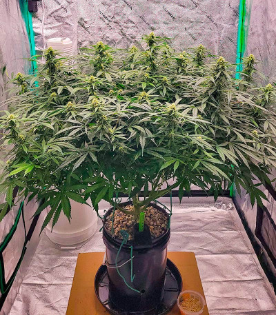 Сорт Grandmommy Purple Auto fem (Herbies Seeds)