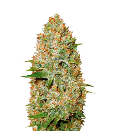 Сорт Auto Amnesium fem (Victory Seeds)