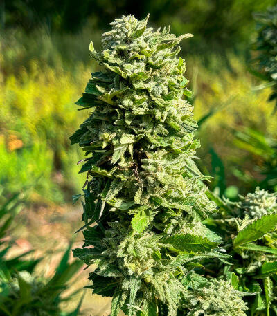 Сорт Insane OG