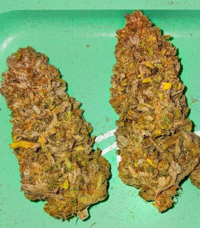 Сорт LFG fem (Barney's Farm)