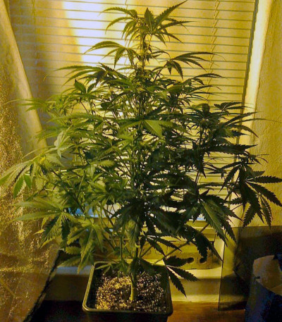 Сорт Black Jack Auto fem (Sweet Seeds)