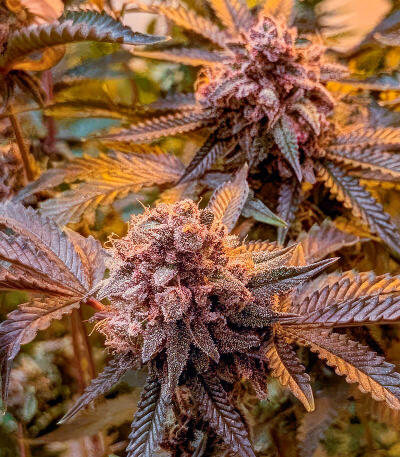 Сорт Insane OG