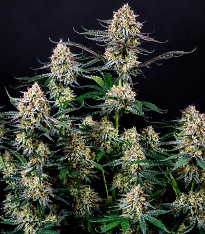 Сорт Guava Sundae Auto fem (FastBuds)