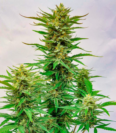 Сорт Frostbanger Auto F3 fem (FastBuds)