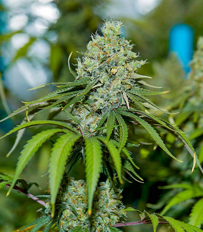 Сорт Bruce Banner #3 Auto fem (Herbies Seeds)