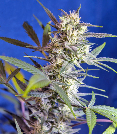 Сорт Crystal Candy Auto fem (Sweet Seeds)