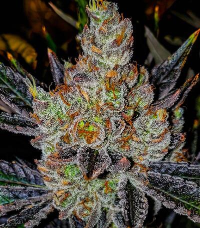 Сорт 10TH Planet R1 fem (Ethos Genetics)