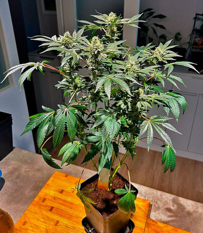 Сорт Jelly Donutz Auto fem от Humboldt Seed Company