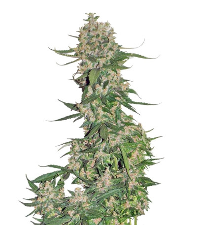 Сорт Crystal METH Auto fem (FastBuds)