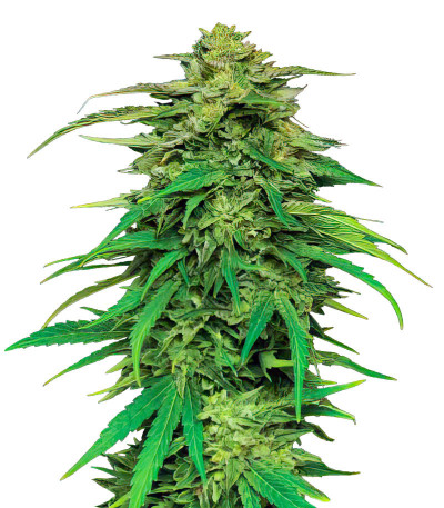 Сорт Mango Sherbert Auto fem от Humboldt Seed Company