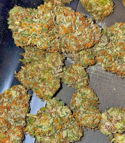 Сорт Mint Jelly Auto fem от Humboldt Seed Company