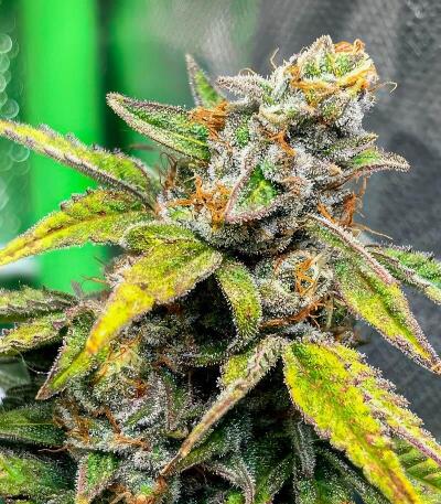 Сорт Zillions fem от Barney's Farm