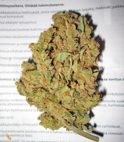 Сорт Lemon Skunk fem (Green House Seeds)