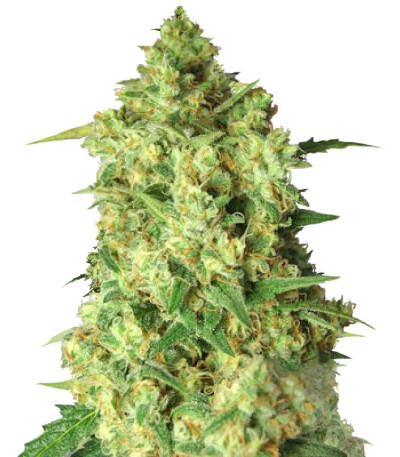 Сорт Afghan Cow fem (Dr. Krippling Seeds)