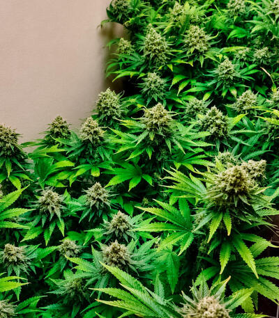 Сорт Gr-Ape fem (Delicious Seeds)