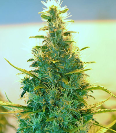 Сорт Lowryder Auto reg (Doctor’s Choice)