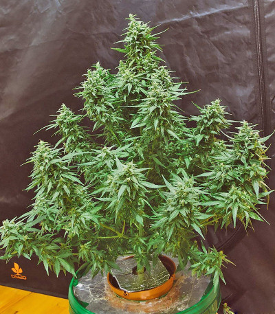 Сорт Ogre Auto fem (Doctor’s Choice)