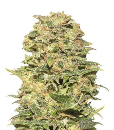 Сорт Exhibit #21 auto fem (Russian Genetic)