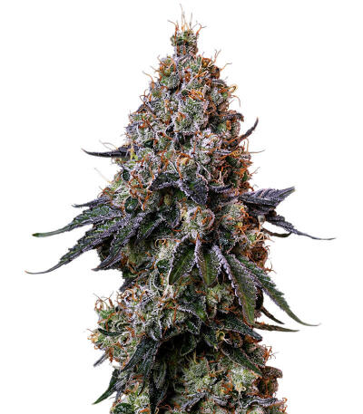 Сорт Gr-Ape fem (Delicious Seeds)