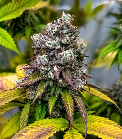 Сорт Cherry Poppers fem (Barney's Farm)