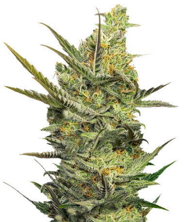 Сорт Gipsy Haze fem
