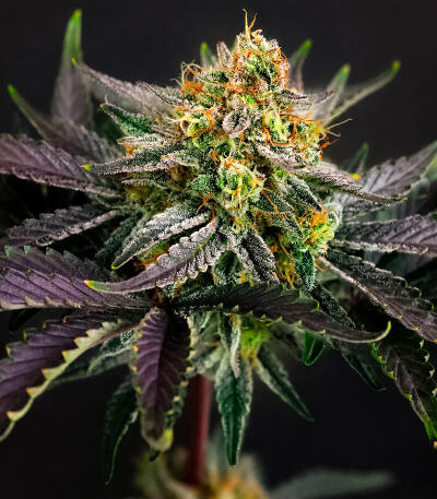 Сорт Mendo Frost Auto fem (FastBuds)