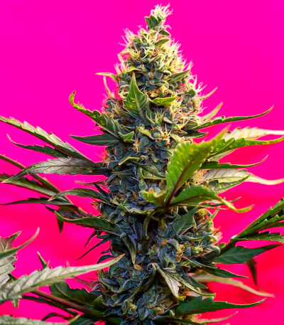 Сорт Gorilla Zkittlez Auto fem (FastBuds)