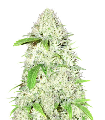 Сорт Amnesia Ganja Haze fem (Sumo Seeds)