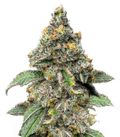 Сорт Sugar Rock by Cookies fem
