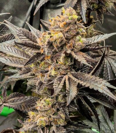 Сорт Zillions fem от Barney's Farm