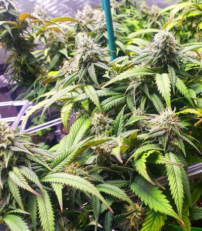 Сорт Bruce Banner #3 Auto fem (Herbies Seeds)