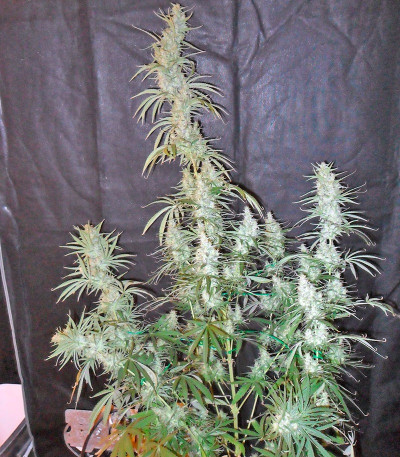 Сорт Hawaiian Snow fem (Green House Seeds)