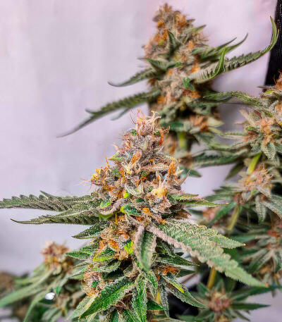 Сорт Zillions fem от Barney's Farm