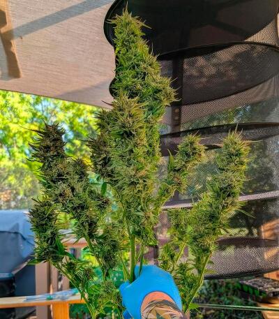 Сорт Insane OG