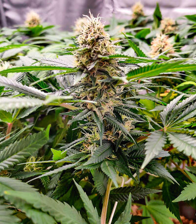 Сорт Candy Kush Fast Version fem (Easy Grow Seeds)