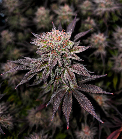 Сорт Cookie Casket fem (Barney's Farm)