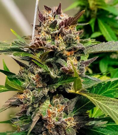 Сорт Lemon Gazzy fem (Delicious Seeds)