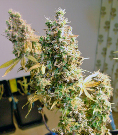 Сорт Psicodelicia fem (Sweet Seeds)