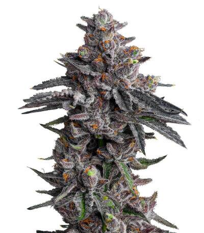 Сорт Zillions fem от Barney's Farm