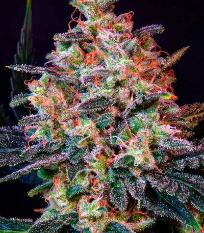 Сорт Zillions fem от Barney's Farm