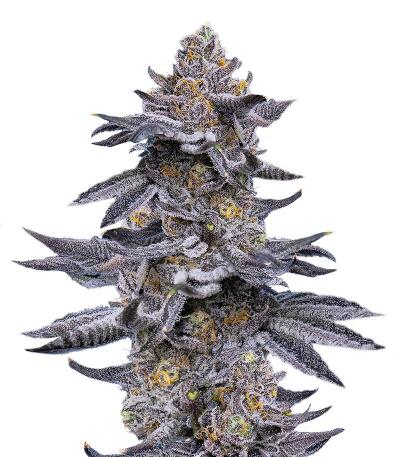 Сорт LFG fem (Barney's Farm)