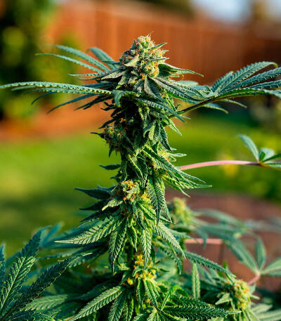 Сорт Gr-Ape fem (Delicious Seeds)